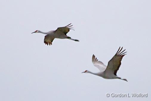 Sandhill Cranes In Flight_31352.jpg - Sandhill Crane (Grus canadensis)Photographed along the Gulf coast near Port Lavaca, Texas, USA.